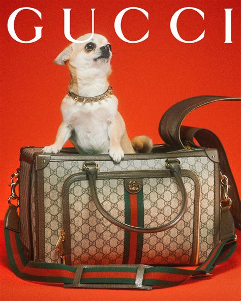 gucci dog andiamo a comandare|gucci pets.